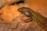 Velejesterka modroskvrnna - Gallotia galloti - Tenerife Lizard 2756